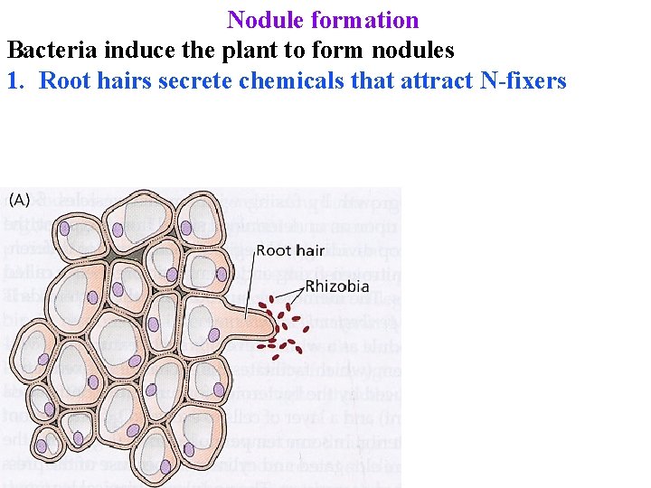 Nodule formation Bacteria induce the plant to form nodules 1. Root hairs secrete chemicals