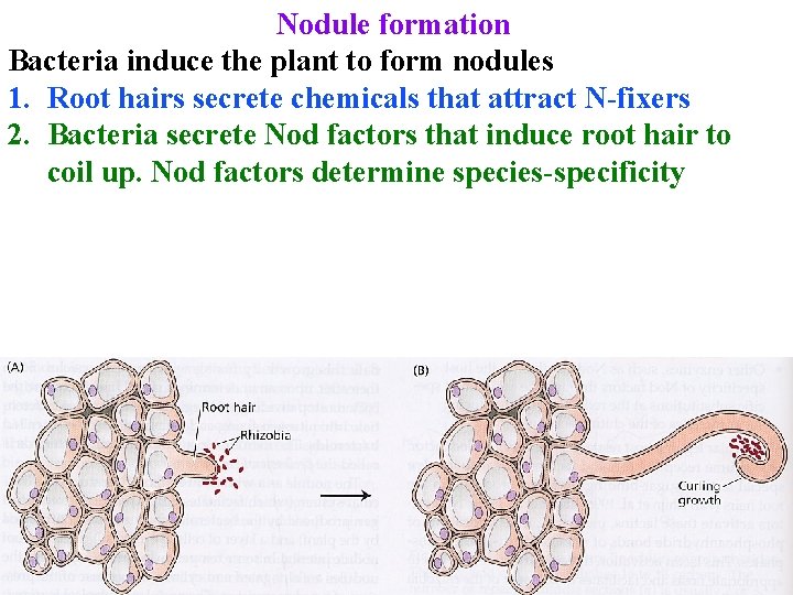 Nodule formation Bacteria induce the plant to form nodules 1. Root hairs secrete chemicals