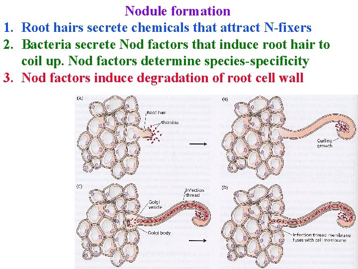 Nodule formation 1. Root hairs secrete chemicals that attract N-fixers 2. Bacteria secrete Nod