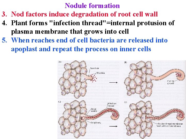 Nodule formation 3. Nod factors induce degradation of root cell wall 4. Plant forms