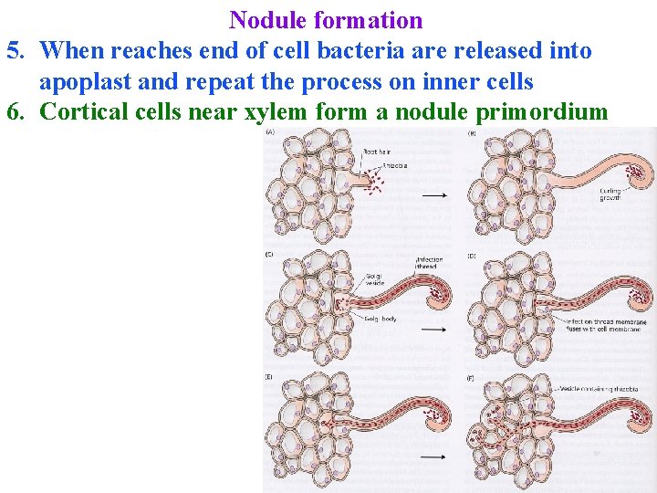 Nodule formation 5. When reaches end of cell bacteria are released into apoplast and