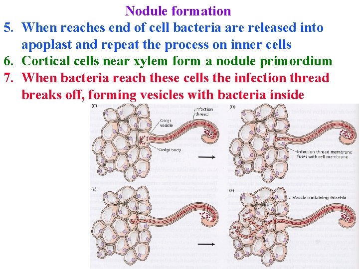 Nodule formation 5. When reaches end of cell bacteria are released into apoplast and