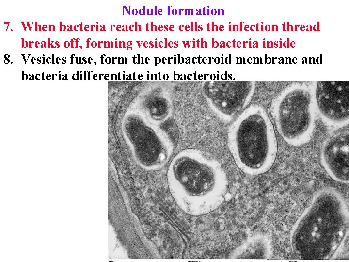 Nodule formation 7. When bacteria reach these cells the infection thread breaks off, forming