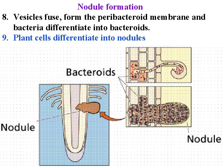 Nodule formation 8. Vesicles fuse, form the peribacteroid membrane and bacteria differentiate into bacteroids.