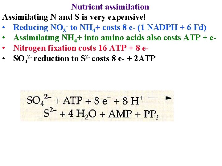 Nutrient assimilation Assimilating N and S is very expensive! • Reducing NO 3 -