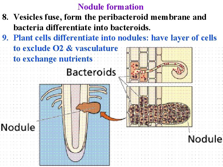 Nodule formation 8. Vesicles fuse, form the peribacteroid membrane and bacteria differentiate into bacteroids.