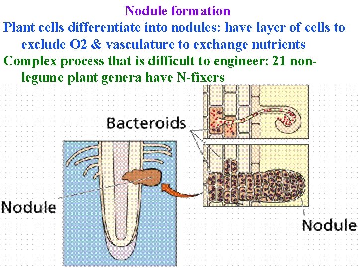 Nodule formation Plant cells differentiate into nodules: have layer of cells to exclude O