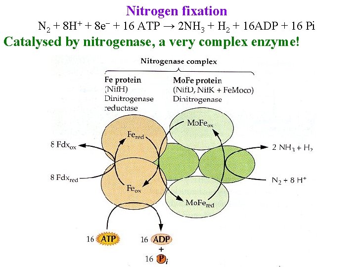 Nitrogen fixation N 2 + 8 H+ + 8 e− + 16 ATP →
