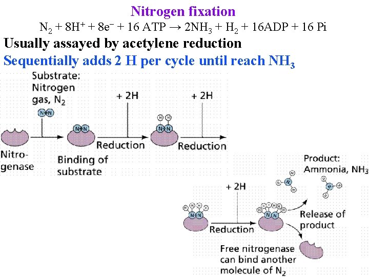 Nitrogen fixation N 2 + 8 H+ + 8 e− + 16 ATP →