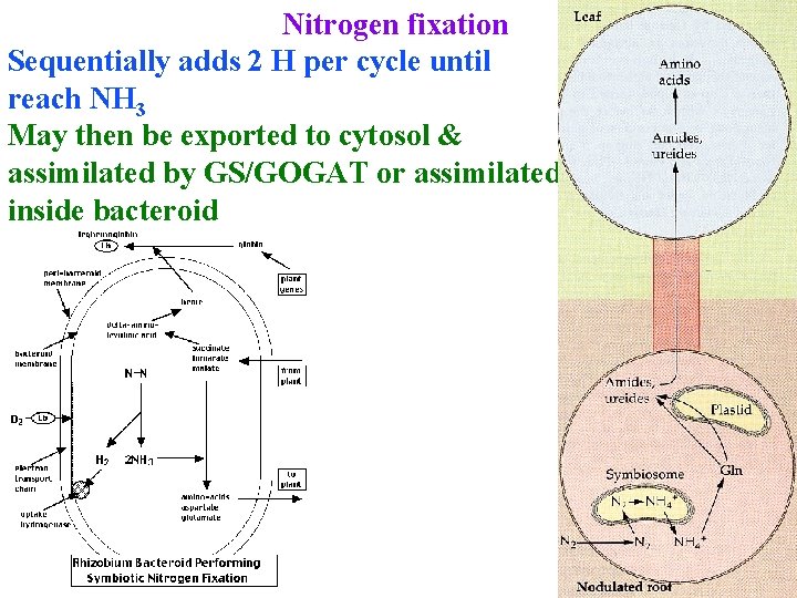 Nitrogen fixation Sequentially adds 2 H per cycle until reach NH 3 May then