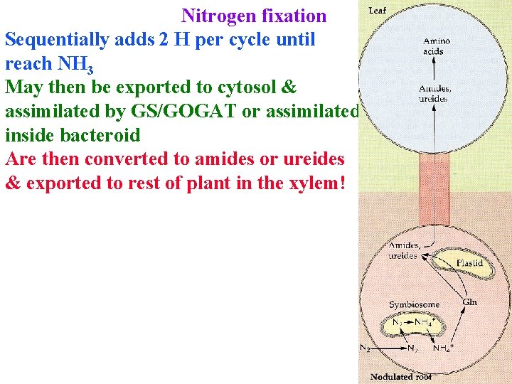 Nitrogen fixation Sequentially adds 2 H per cycle until reach NH 3 May then