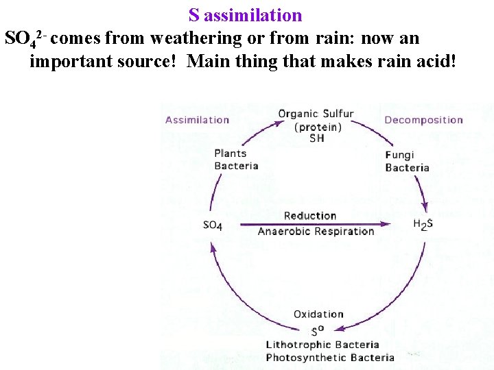 S assimilation SO 42 - comes from weathering or from rain: now an important