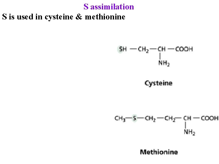 S assimilation S is used in cysteine & methionine 