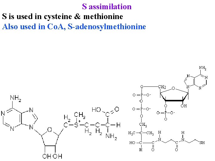S assimilation S is used in cysteine & methionine Also used in Co. A,