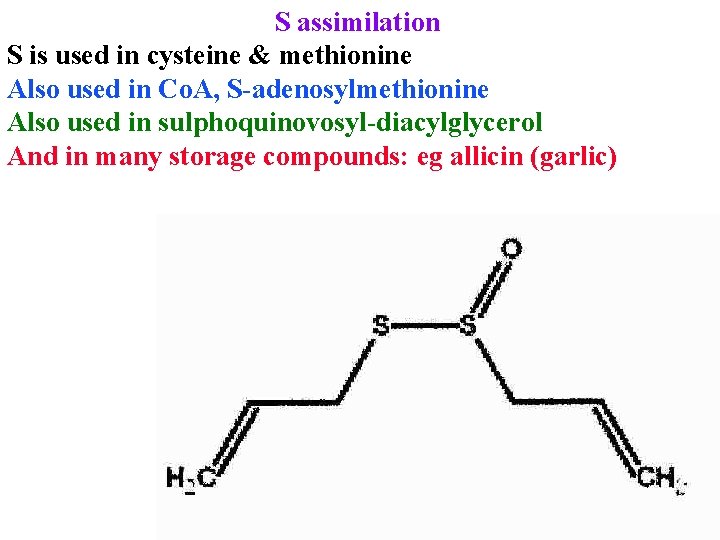 S assimilation S is used in cysteine & methionine Also used in Co. A,