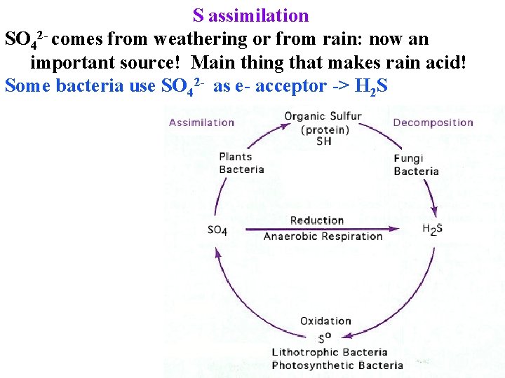 S assimilation SO 42 - comes from weathering or from rain: now an important