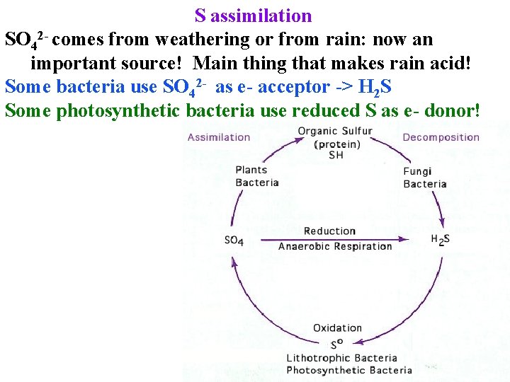 S assimilation SO 42 - comes from weathering or from rain: now an important