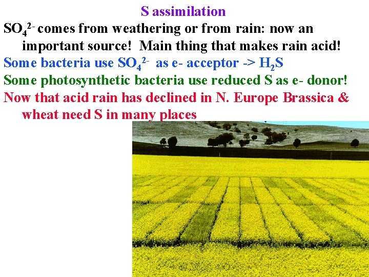 S assimilation SO 42 - comes from weathering or from rain: now an important