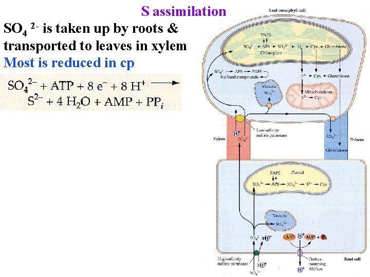 S assimilation SO 4 2 - is taken up by roots & transported to