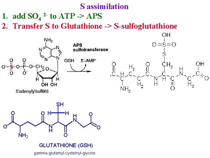 S assimilation 1. add SO 4 2 - to ATP -> APS 2. Transfer