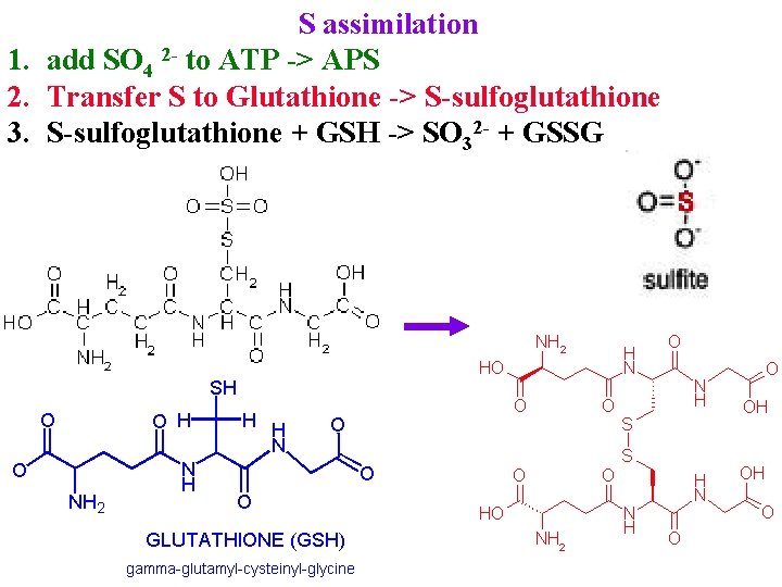 S assimilation 1. add SO 4 2 - to ATP -> APS 2. Transfer