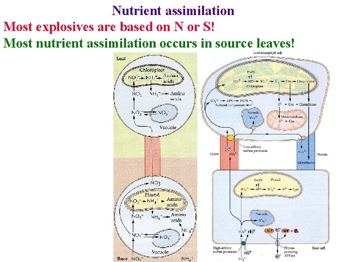 Nutrient assimilation Most explosives are based on N or S! Most nutrient assimilation occurs