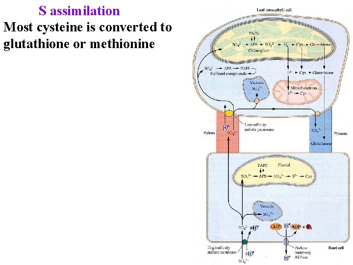 S assimilation Most cysteine is converted to glutathione or methionine 