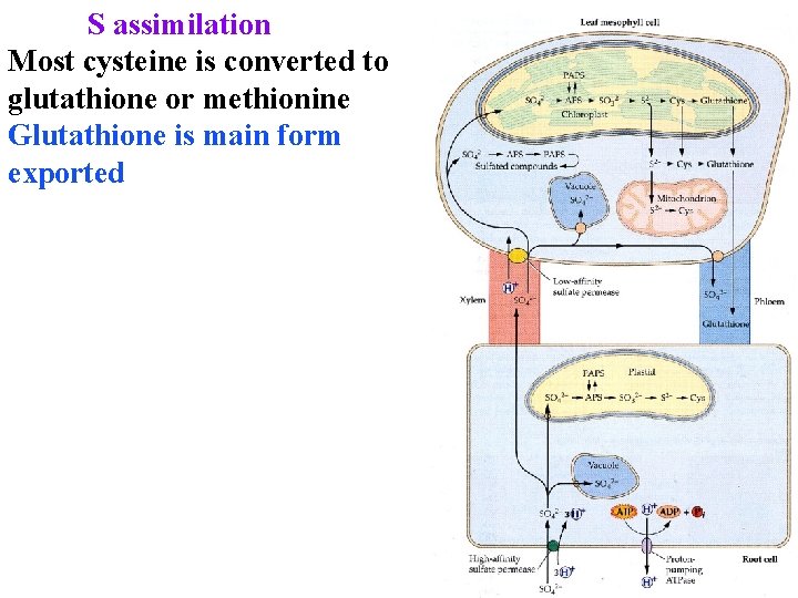 S assimilation Most cysteine is converted to glutathione or methionine Glutathione is main form