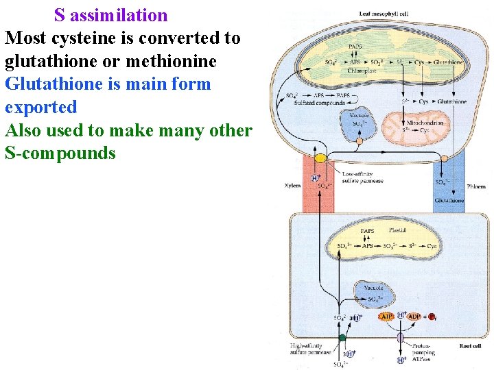 S assimilation Most cysteine is converted to glutathione or methionine Glutathione is main form