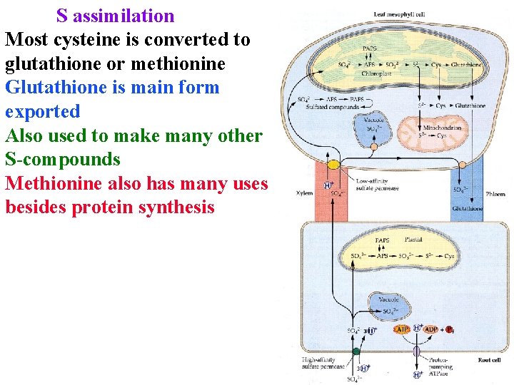 S assimilation Most cysteine is converted to glutathione or methionine Glutathione is main form