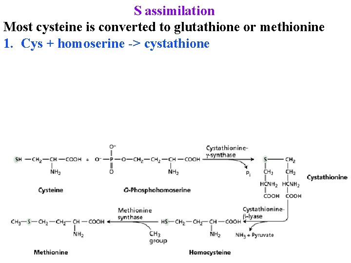 S assimilation Most cysteine is converted to glutathione or methionine 1. Cys + homoserine