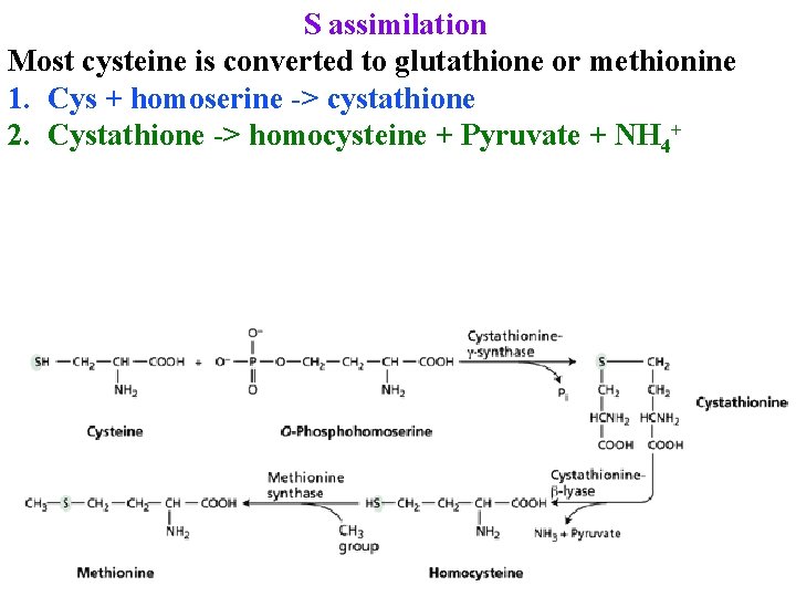 S assimilation Most cysteine is converted to glutathione or methionine 1. Cys + homoserine