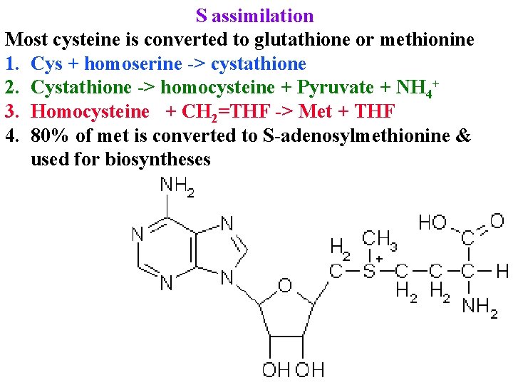 S assimilation Most cysteine is converted to glutathione or methionine 1. Cys + homoserine