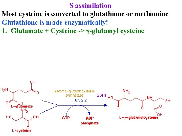 S assimilation Most cysteine is converted to glutathione or methionine Glutathione is made enzymatically!