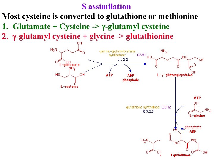 S assimilation Most cysteine is converted to glutathione or methionine 1. Glutamate + Cysteine