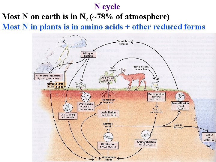 N cycle Most N on earth is in N 2 (~78% of atmosphere) Most