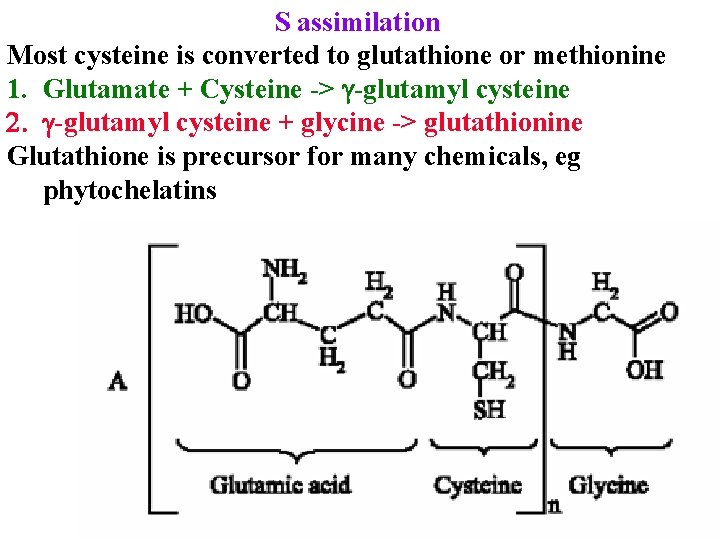 S assimilation Most cysteine is converted to glutathione or methionine 1. Glutamate + Cysteine