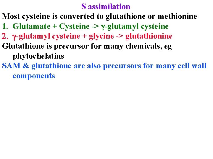 S assimilation Most cysteine is converted to glutathione or methionine 1. Glutamate + Cysteine