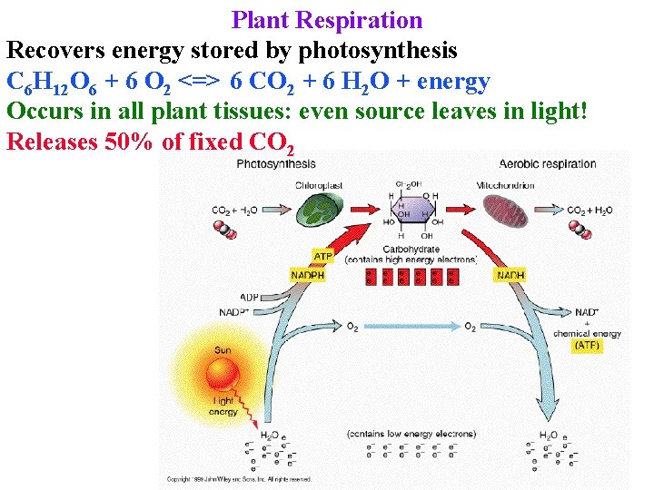 Plant Respiration Recovers energy stored by photosynthesis C 6 H 12 O 6 +