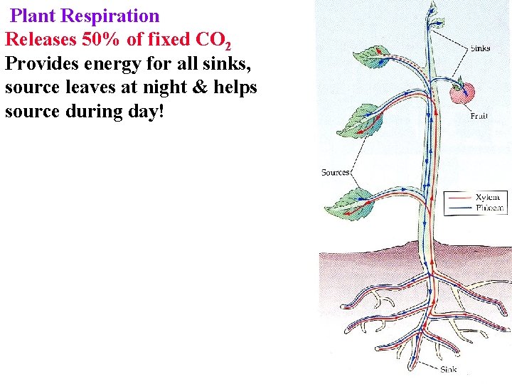 Plant Respiration Releases 50% of fixed CO 2 Provides energy for all sinks, source