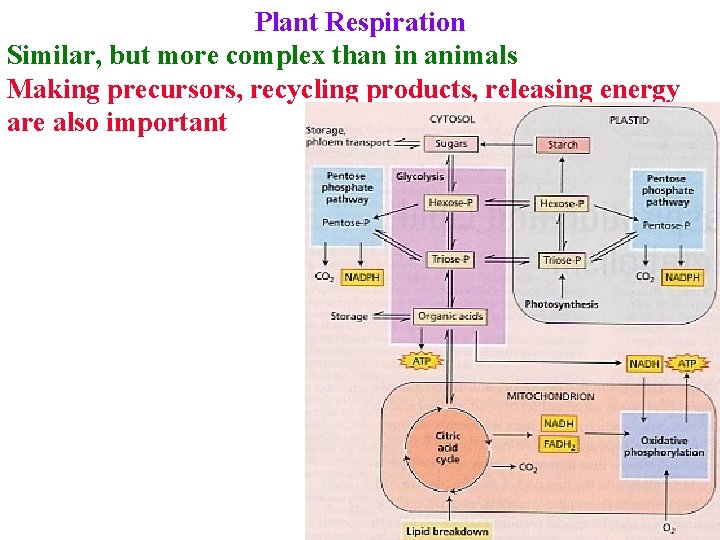 Plant Respiration Similar, but more complex than in animals Making precursors, recycling products, releasing
