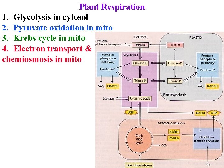 Plant Respiration 1. Glycolysis in cytosol 2. Pyruvate oxidation in mito 3. Krebs cycle