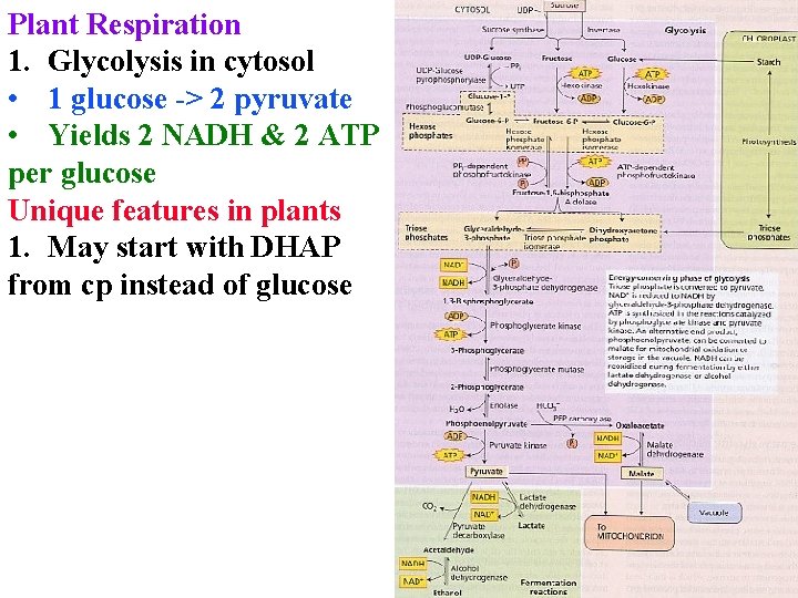 Plant Respiration 1. Glycolysis in cytosol • 1 glucose -> 2 pyruvate • Yields