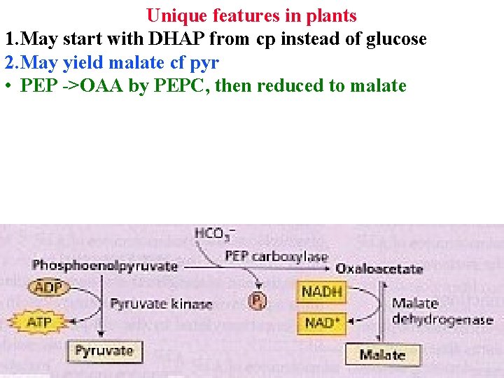 Unique features in plants 1. May start with DHAP from cp instead of glucose