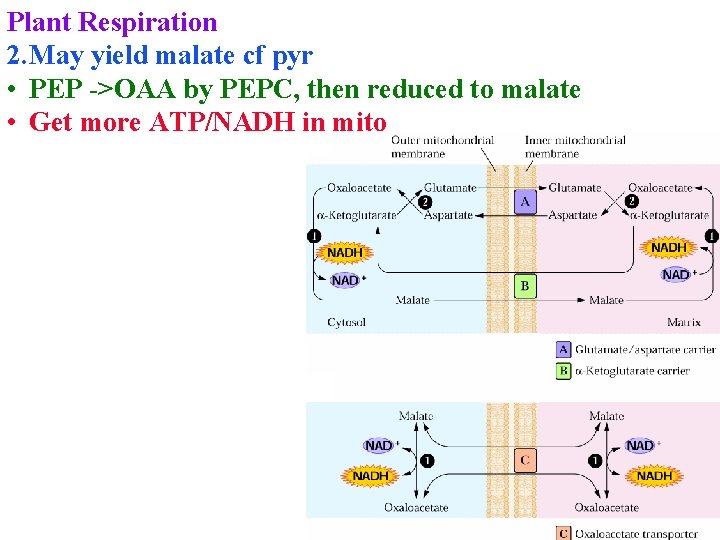 Plant Respiration 2. May yield malate cf pyr • PEP ->OAA by PEPC, then