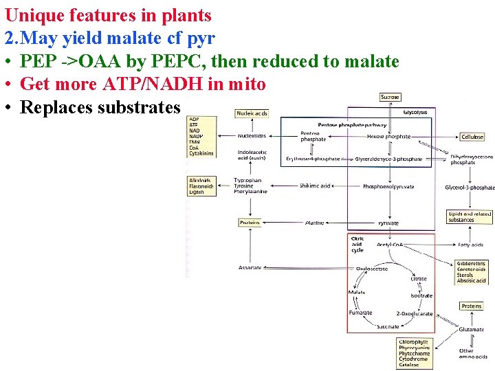 Unique features in plants 2. May yield malate cf pyr • PEP ->OAA by