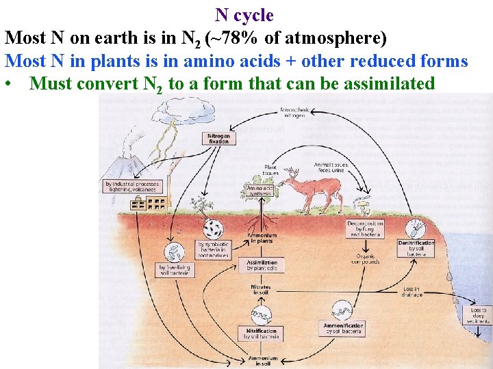 N cycle Most N on earth is in N 2 (~78% of atmosphere) Most