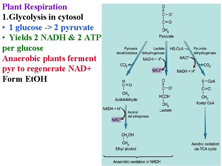 Plant Respiration 1. Glycolysis in cytosol • 1 glucose -> 2 pyruvate • Yields