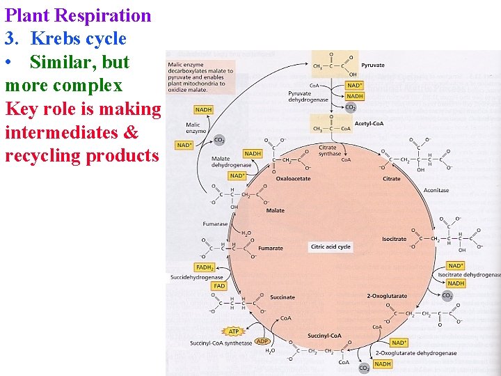 Plant Respiration 3. Krebs cycle • Similar, but more complex Key role is making