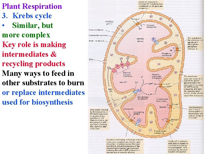 Plant Respiration 3. Krebs cycle • Similar, but more complex Key role is making